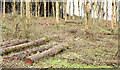 J4477 : Felled trees, Cairn Wood, Craigantlet - February 2015(4) by Albert Bridge