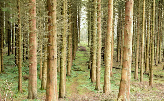 Cairn Wood, Craigantlet - February 2015(2)