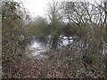 TL6003 : Pond off Fingrith Hall Lane by Geographer