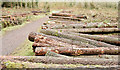 J4577 : Felled trees, Cairn Wood, Craigantlet - February 2015(7) by Albert Bridge