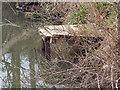 SP2965 : Calibrating the Avon, Warwick, 3  the fishing peg below Riverside Walk by Robin Stott