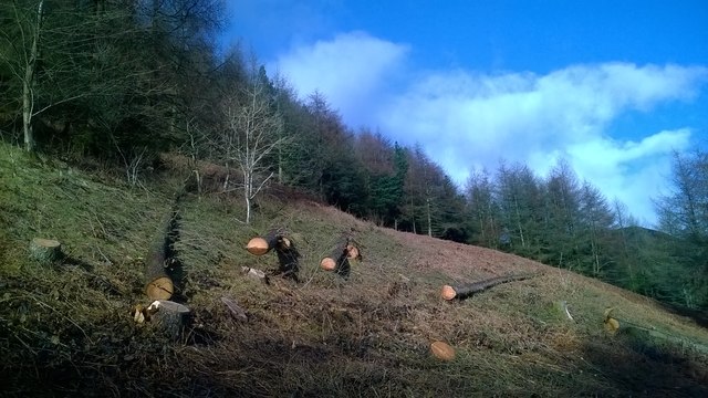 Felled larch trees