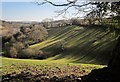 SX8158 : Shadows by the drive to Sharpham by Derek Harper