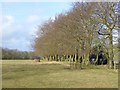 NZ0682 : Row of trees at Bolam West Houses by Oliver Dixon