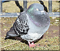 J3675 : Feral pigeon, Victoria Park, Belfast - March 2015(2) by Albert Bridge