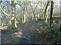 SE0822 : The Calderdale Way in North Dean Wood by Humphrey Bolton