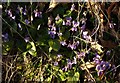 SX8270 : Violets near West Ogwell by Derek Harper