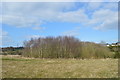 SJ8047 : Silverdale Country Park: birch copse on Waste Farm Meadows by Jonathan Hutchins