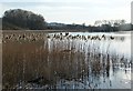 SP9113 : Reeds at the edge of Wilstone Reservoir by Rob Farrow