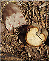 SP0596 : Underfoot, former Barr Beacon Quarry by Robin Stott