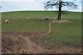 SO7030 : Ewes and lambs near Boyce Court by Philip Halling