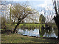 TL4550 : Little Shelford: early spring at Bradmere Pond by John Sutton