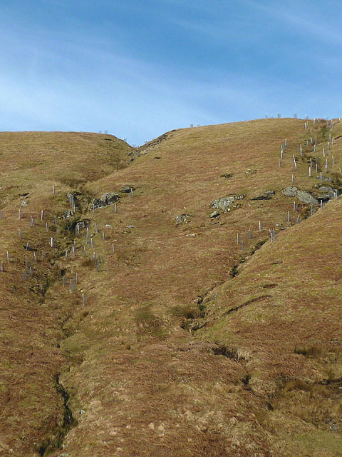 Newly planted trees, Cawdale