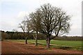 SK6674 : Winter trees beside West Drayton Avenue by Graham Hogg