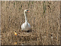 TQ3693 : Mute Swan, River Lee Navigation, London N18 by Christine Matthews