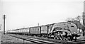 TL2062 : Up ECML relief express near Offord & Buckden, 1955 by Ben Brooksbank