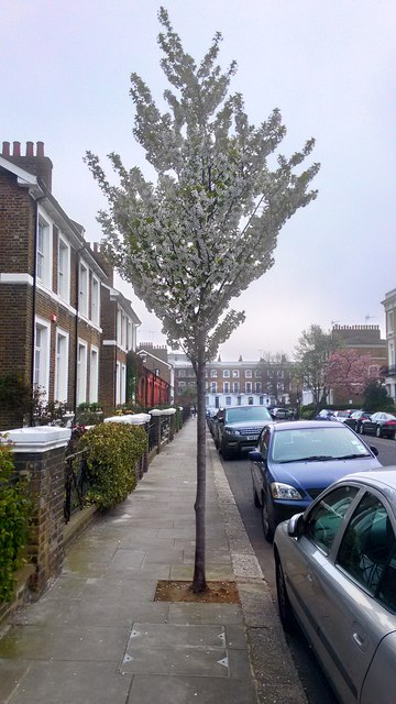 Tree in Blossom, gertrude Street, Chelsea