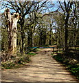 SO6514 : Dead tree and metal barrier at the southern edge of the Haywood Plantation, Cinderford by Jaggery