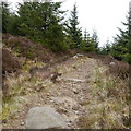 NY6295 : Deadwater Trail, Kielder Castle by Rich Tea