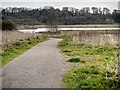 SD5830 : Footpath at Brockholes Nature Reserve by David Dixon