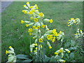 TF0820 : Primula veris by Bob Harvey