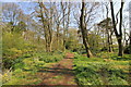 SJ6781 : The Woodland Walk at Arley Hall by Jeff Buck