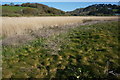 SX8345 : Higher Ley reedbeds by jeff collins