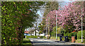 J3875 : Cherry blossom, Belfast (April 2015) by Albert Bridge