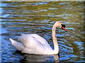 SD8303 : Mute Swan at Heaton Park by David Dixon