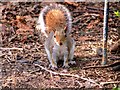 SD8303 : Grey Squirrel at Heaton Park by David Dixon