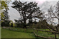 TQ3398 : Cedar of Lebanon, Forty Hall Park, Enfield by Christine Matthews