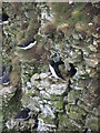 TA1974 : Razorbills  and  Guillemots  nesting  on  Bempton  Cliffs by Martin Dawes