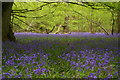 TQ4659 : Bluebells in Birches Croft by Christopher Hilton