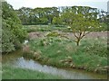 SZ7899 : Drain and Tree near Ella Nore, West Wittering by Rob Farrow