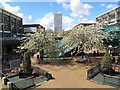 SP3379 : Cherry Trees in Upper Precinct, Coventry by Keith Williams