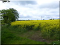 J1462 : Rapeseed field, Poobles by Kenneth  Allen