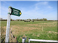 SP3501 : Footpath to Standlake by Des Blenkinsopp