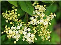 SO7740 : Elderflowers just opening by Bob Embleton