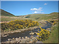 NY7421 : Flowering gorse by Hilton Beck by Karl and Ali