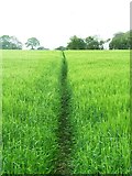  : Path through the barley by Gordon Hatton