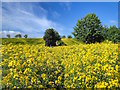 NZ1705 : Public Footpath through Field of Rapeseed by Mick Garratt