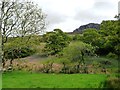 SH5449 : Bluebells in Cwm Pennant, above the car park by Christine Johnstone