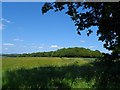 TL2818 : Looking towards Chapel Woods by Bikeboy