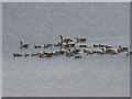 NZ0152 : Greylag Geese on Derwent Reservoir by Oliver Dixon