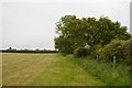 SJ8047 : Field edge near Scot Hay by Jonathan Hutchins