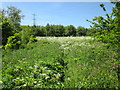 SJ5173 : Wheeldon Copse, Avanley by Jeff Buck