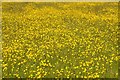 SO8842 : Buttercups on Dunstall Common by Philip Halling