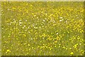 SO8842 : Buttercups and ox-eye daisies by Philip Halling