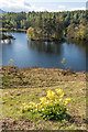 SD3399 : Cowslips, Tarn Hows by Ian Capper