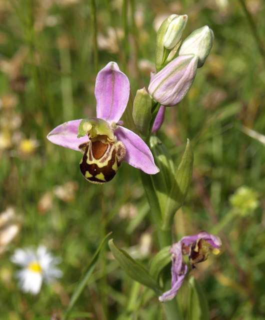 Bee orchid, Axbridge